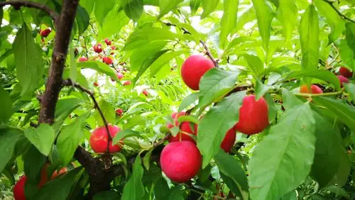 果园里硕果累累喜获丰收