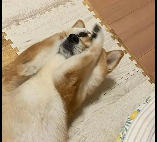 主人想要教育柴犬它却躺在地上耍赖捂耳朵又捂眼睛的成精了