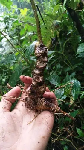 野生田七图片-文山三七之家