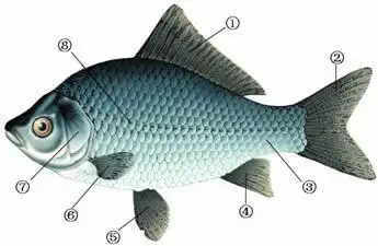 鱼的身体结构.