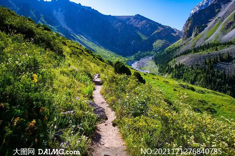 山坡上的小路花草植物摄影高清图片