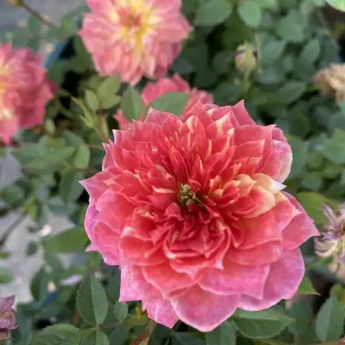 捉迷藏月季躲躲躲藏花苗树状盆栽阳台造型提根时令草本花卉