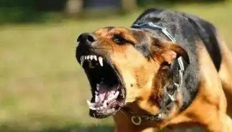 古人被狗咬伤没有疫苗就不怕得狂犬病吗其实有一方法流传至今