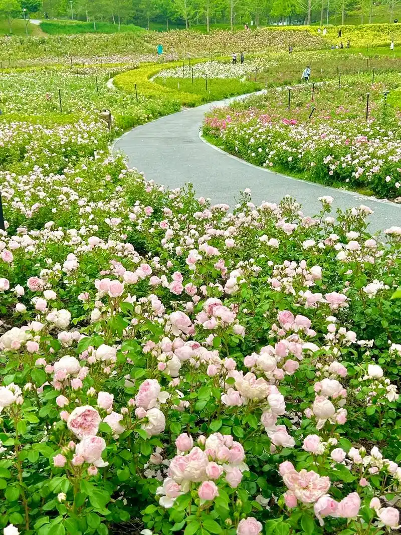 郑州西流湖公园下沉广场95月季花海来啦～导航到西流湖公园北区