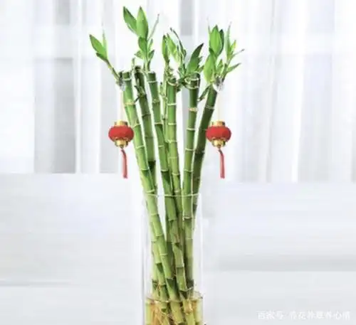 新春养盆富贵竹象征竹报平安,注意5点跨年完美越冬
