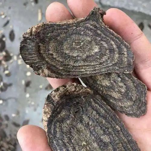 野生 黑骨藤 中药材 黒骨风 黑血风 乌春根 包邮