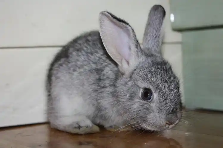 其实我是一个有爱的部落玩家求真相它是什么兔子