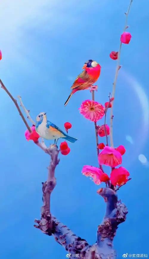 两只喜鹊登上梅花枝,此刻刷到代表你将双喜临门,点赞并留下"喜至福来"