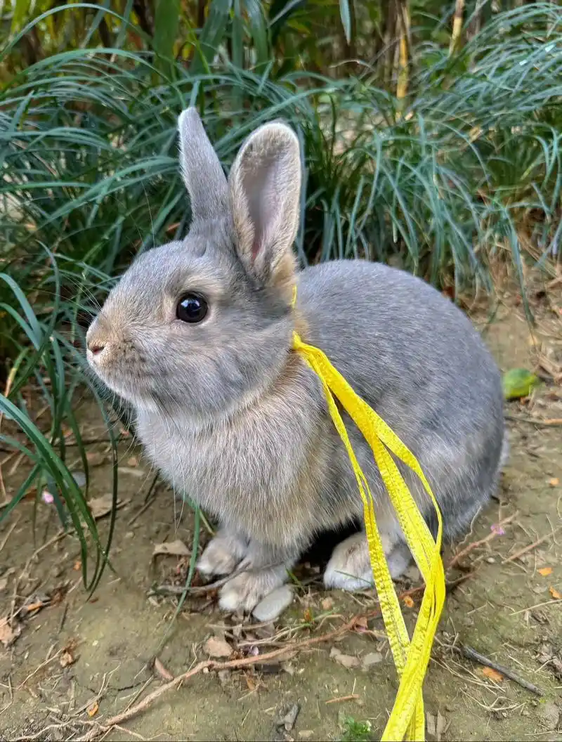 我真无语了!!! 我在小区遛兔子,上来就一个小孩儿哥问