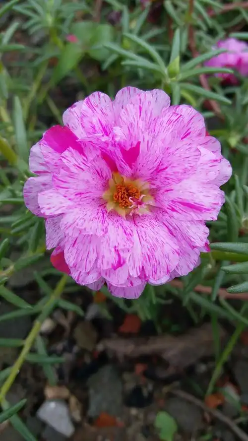 不同品种的太阳花