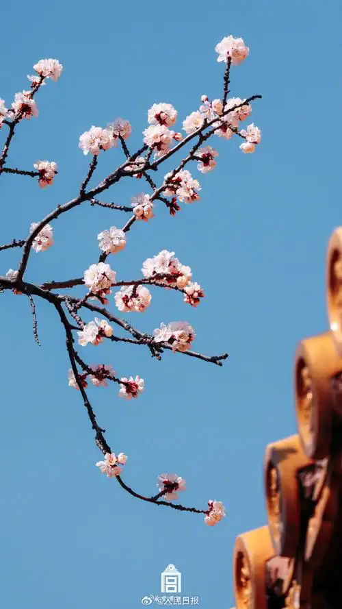 壁纸 花 桌面 690_1227 竖版 竖屏 手机