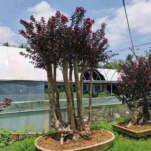 丛生紫薇树苗庭院种植大型紫薇花盆栽美国红火箭绿化风景树苗耐寒