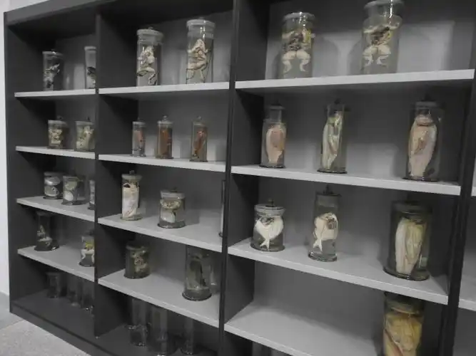 动物解剖浸制标本01