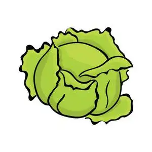 已识别到 1000个 白色背景的单绿白菜.蔬菜矢量插画 相似素材图片