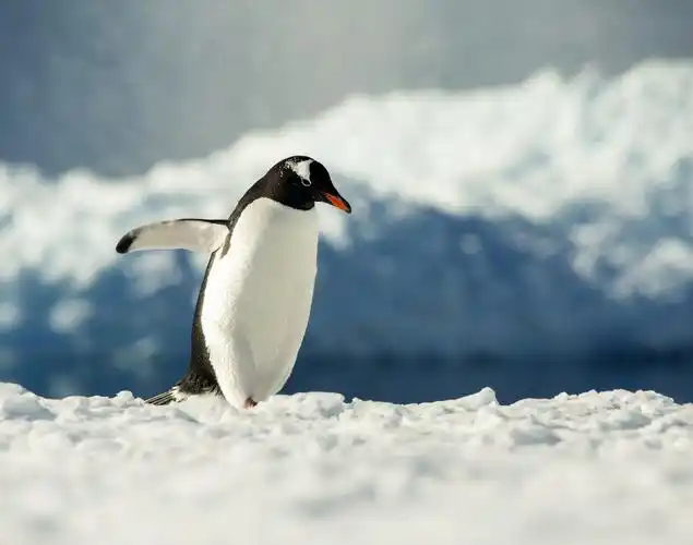 圆梦南极纪实之二 企鹅萌宝百态图