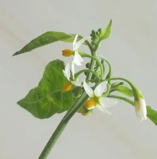 我的花模——龙葵