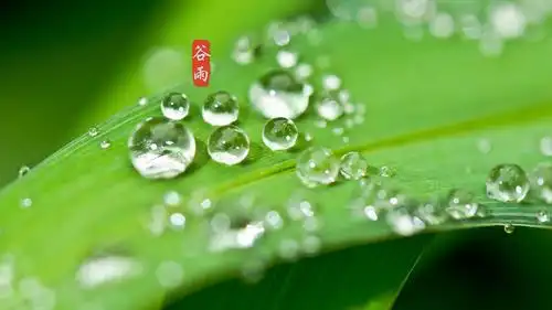 电脑壁纸 节日 节日合集 充满小清新的24时节谷雨