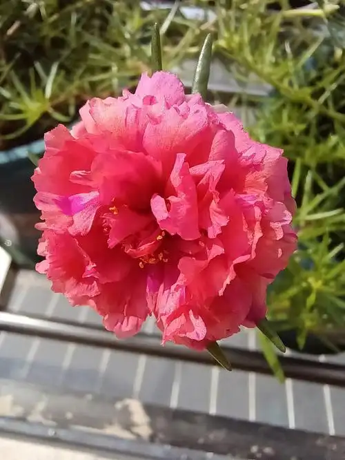 我的重瓣太阳花有六种颜色啦