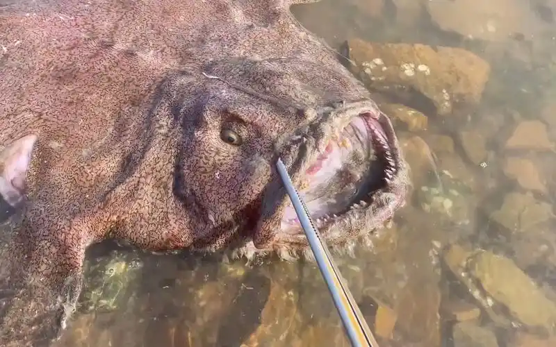 【赶海】灯笼鱼真的太丑了!巨丑无比