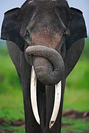 象鼻图片_全景网