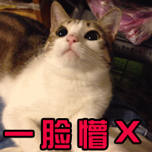 一脸懵逼猫soogifsoogif出品gif动图_动态图_表情包下载_soogif