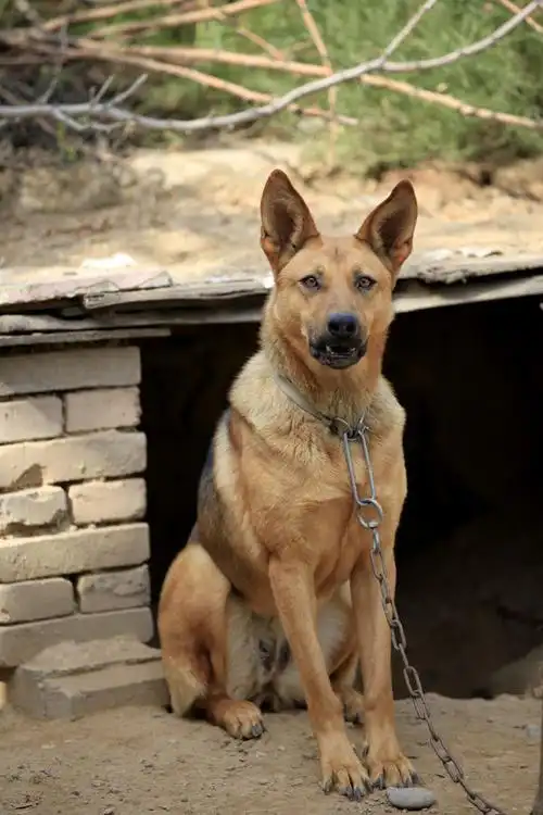 养了十多年的狼狗最近每天消失一小时,主人知道顿时痛哭流涕|大狼狗
