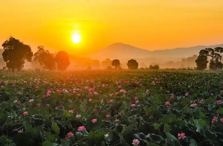 每日一图莲乡日出