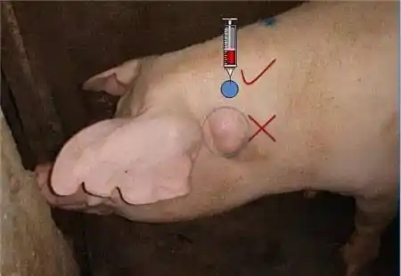 正确的注射部位5 无疫苗可完全阻止伪狂犬感染,做好生物安全保阴性没