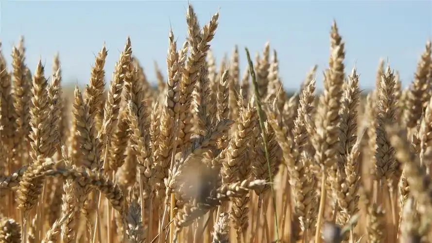 成熟麦子高清桌面壁纸