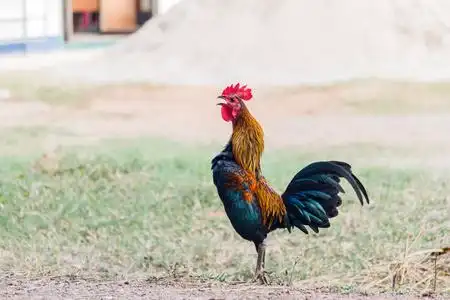 公鸡的啼叫声对自然背景照片