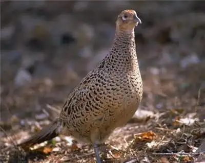 可爱的野母鸡图片