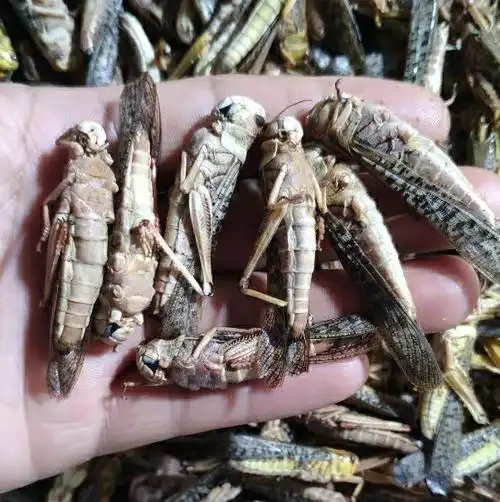 土蚂蚱活体速冻纯母带黄籽多冰鲜蝗虫食用昆虫家乡土特产餐桌美食去翅