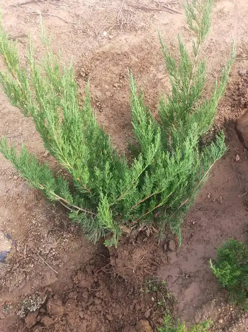 [柏树苗批发]龙柏小苗 龙柏树 小龙柏 龙柏 四季常青价格0.20元/棵 -