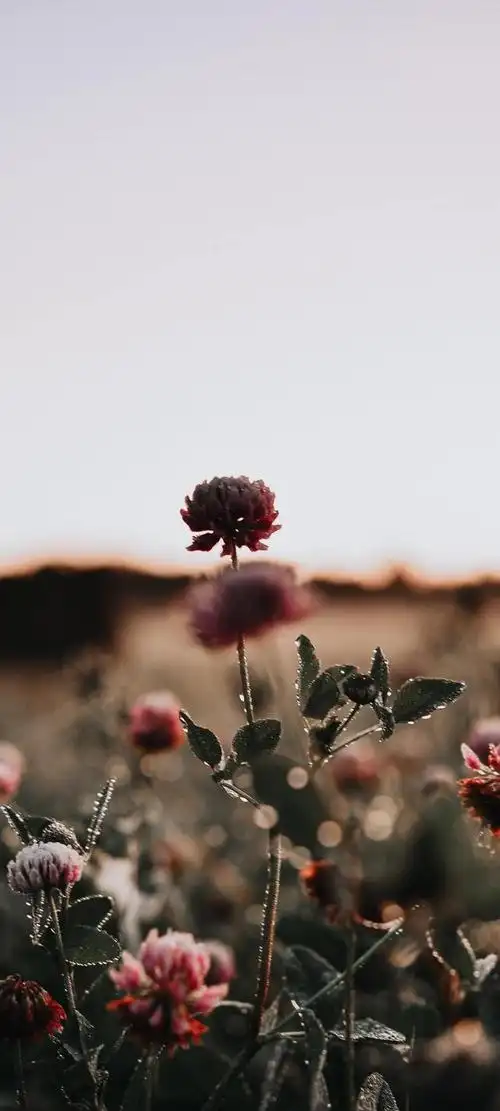 壁纸 精美手机屏幕图片好看的高清壁纸