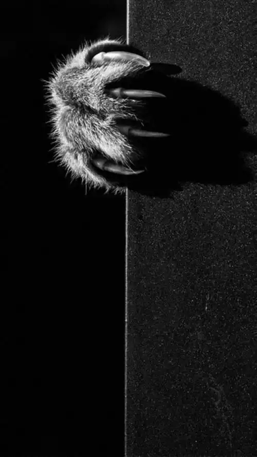 猫咪黑白格调质感写真