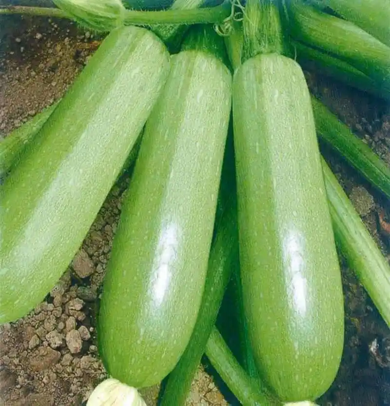 西葫芦,图片大全,高清,图库-回车桌面