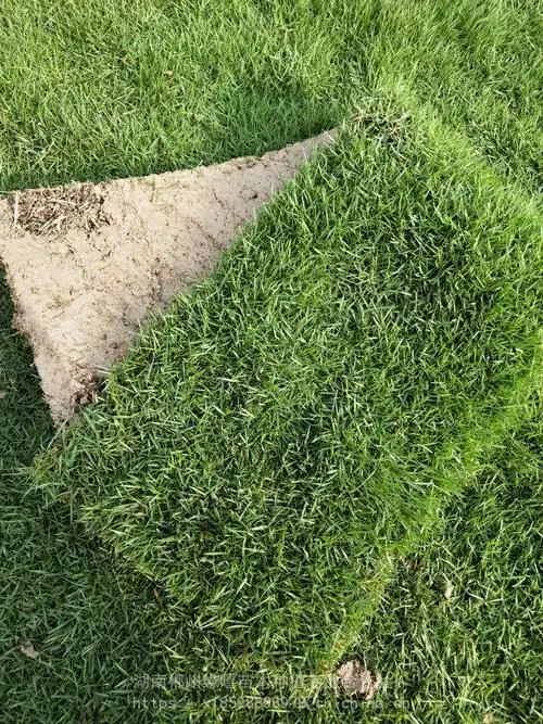 宜宾供应草皮马尼拉草皮价格2020年草皮