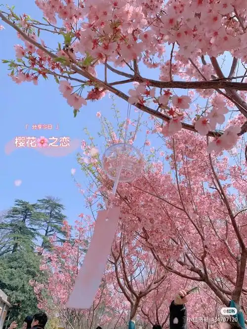 花语用花讲述爱情的美你远比我想象的更加浪漫