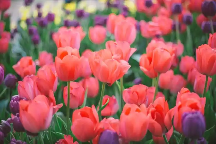 争奇斗艳的郁金香花海图片大全分享