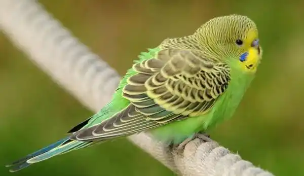 鸟类有哪些(鸟的种类和图片)