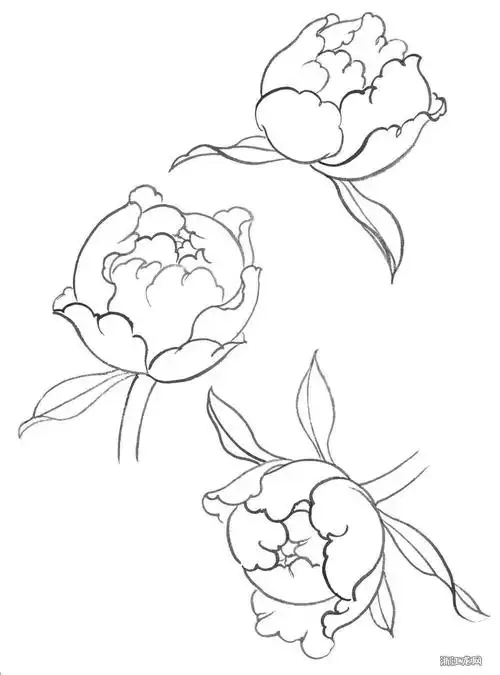 牡丹花白描画法步骤图 白描牡丹