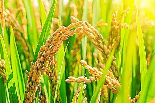 秋天,成熟,水稻,农作物,粮食