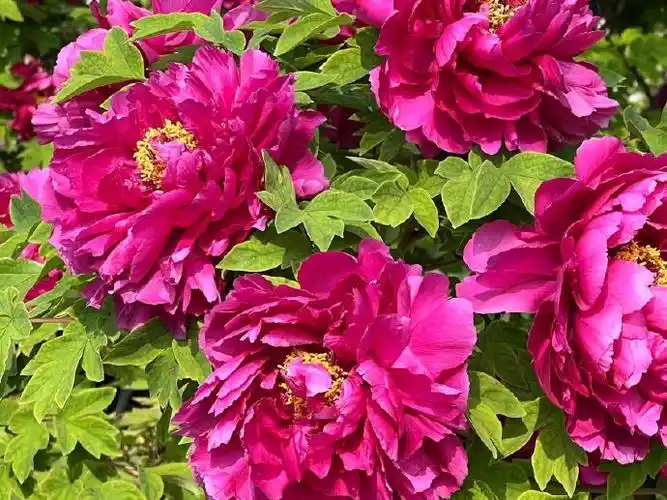 中国体型最大明朝牡丹开花了##菏泽牡丹有颜值还能生吃