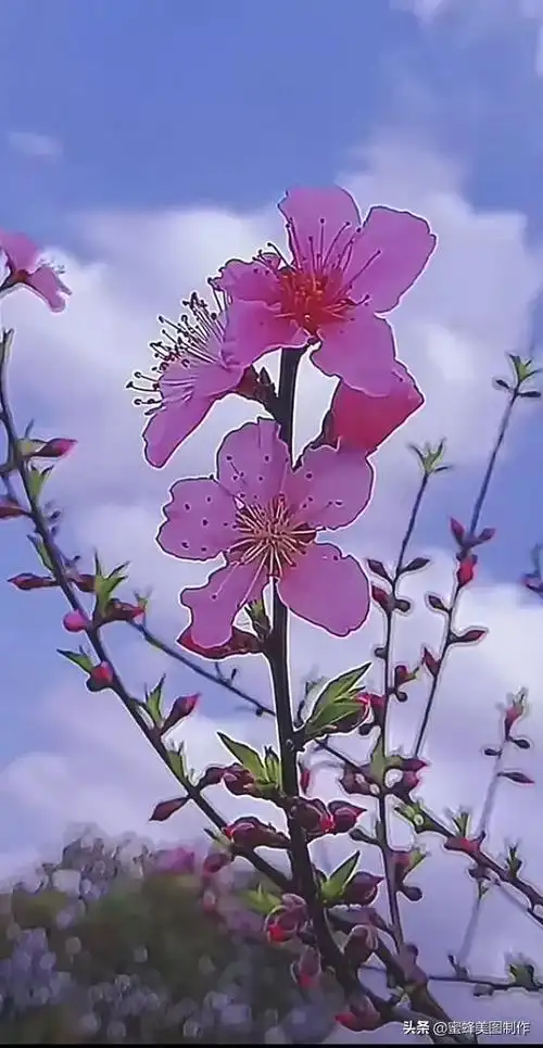 花草图片,一花一世界(花草图片自然风景)