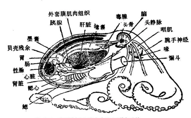 为什么越来越多的科学家认为章鱼可能不是地球的生物