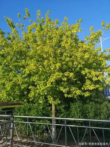 金叶复叶槭好养活吗?需要注意什么?