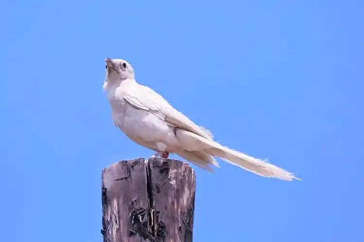 张掖摄影家户外拍摄到罕见白喜鹊