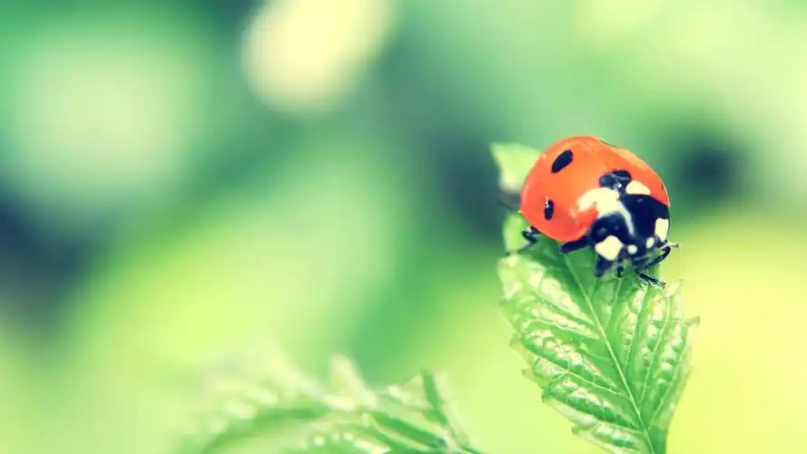 适合夏天的电脑壁纸 12张蓝绿色夏天清爽高清桌面壁纸下载(9/12)