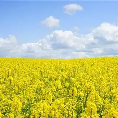 植物风景头像高清图片大全图片 风景头像图片大全 -【爱个性】