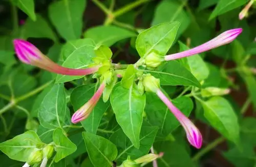 紫茉莉花,又称胭脂花,粉豆花,状元花,夜饭花